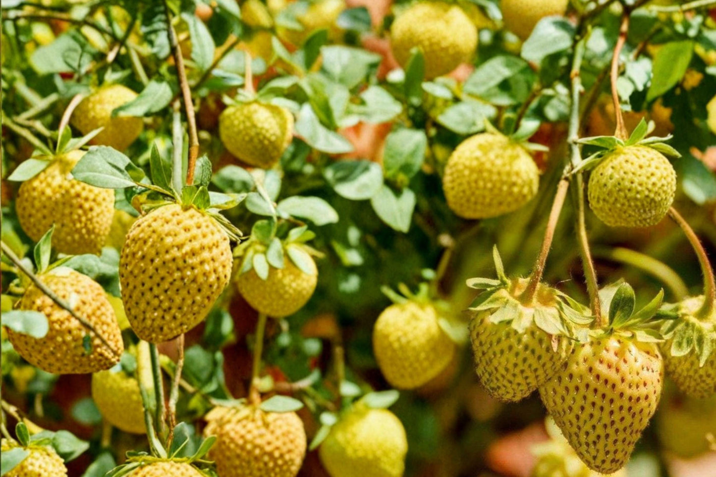 Yellow Alpine Strawberry Seeds – Fragaria vesca ‘Yellow Wonder’ – Day-Neutral, Edible Yellow Berries, Container & Garden Plant