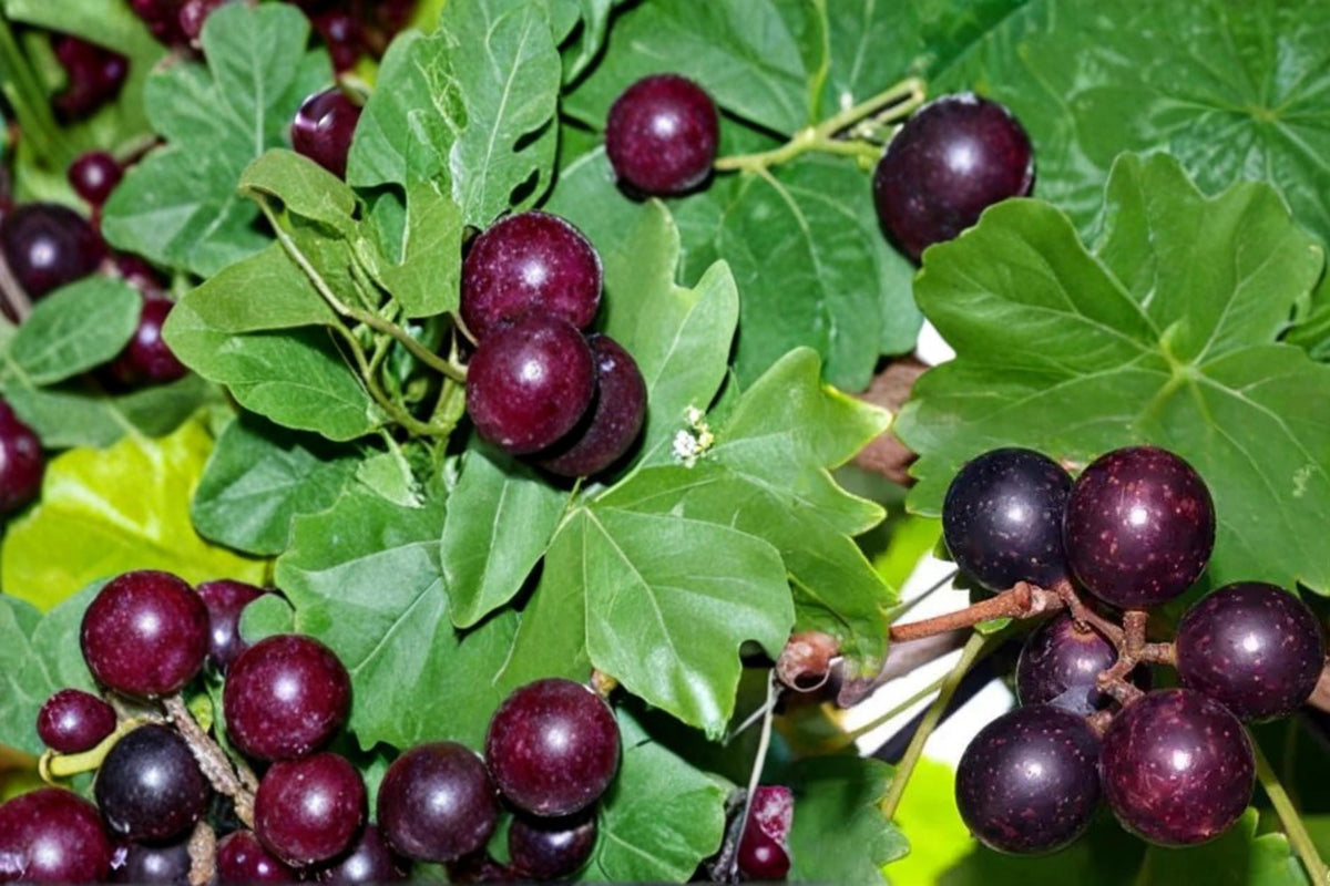 Muscadine Grape Seeds – Vitis rotundifolia – Climbing Fruit Vine for Trellises and Gardens