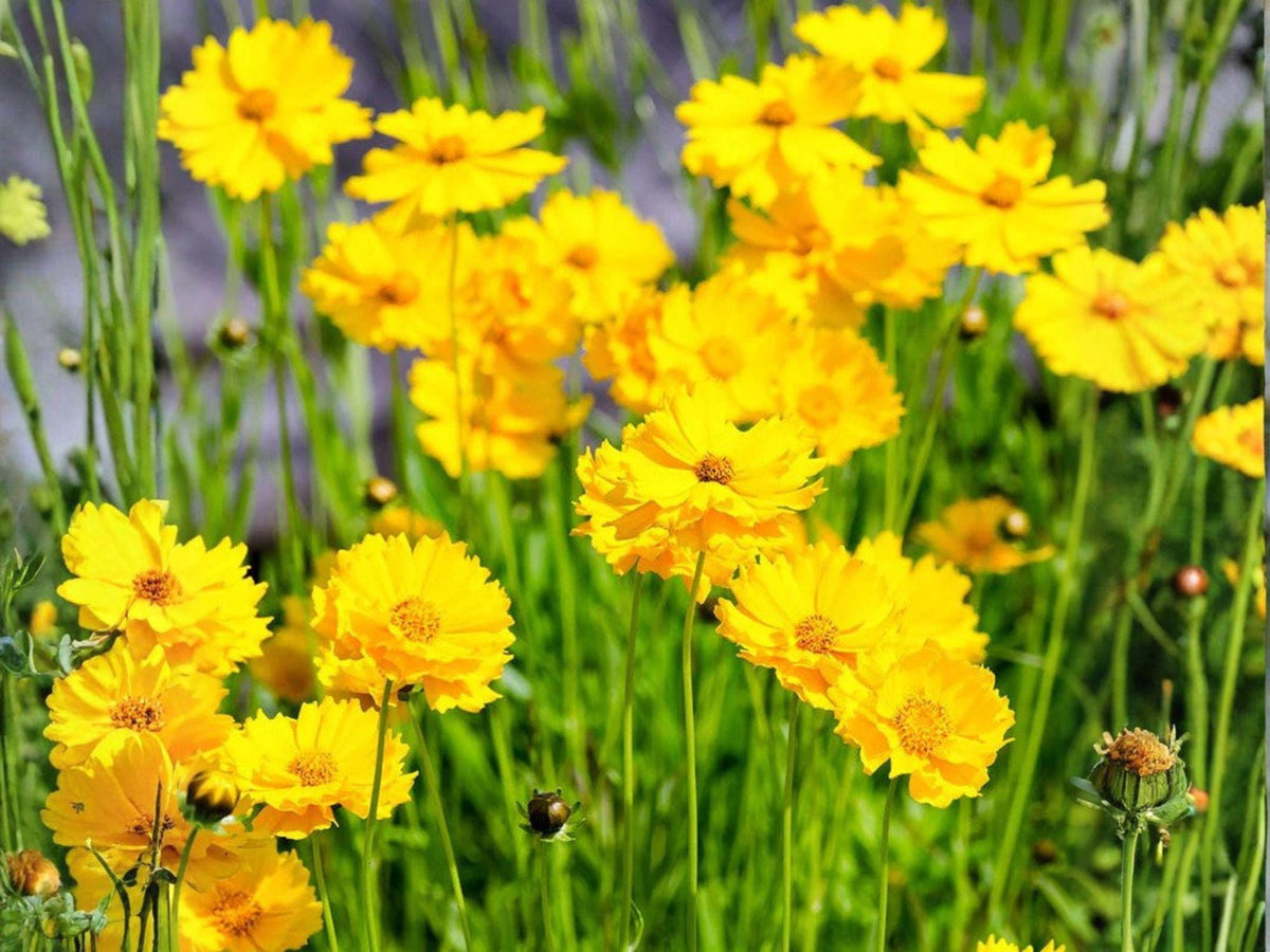 Dwarf Coreopsis Seeds | Bright Yellow Flowers | Lanceleaf Coreopsis (Coreopsis lanceolata) | Perennial Garden Flower Seeds