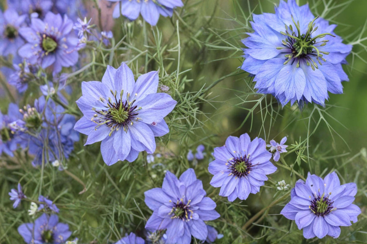 Love in a Mist Seeds – Nigella damascena – Ornamental Annual Flower for Garden Beds & Borders