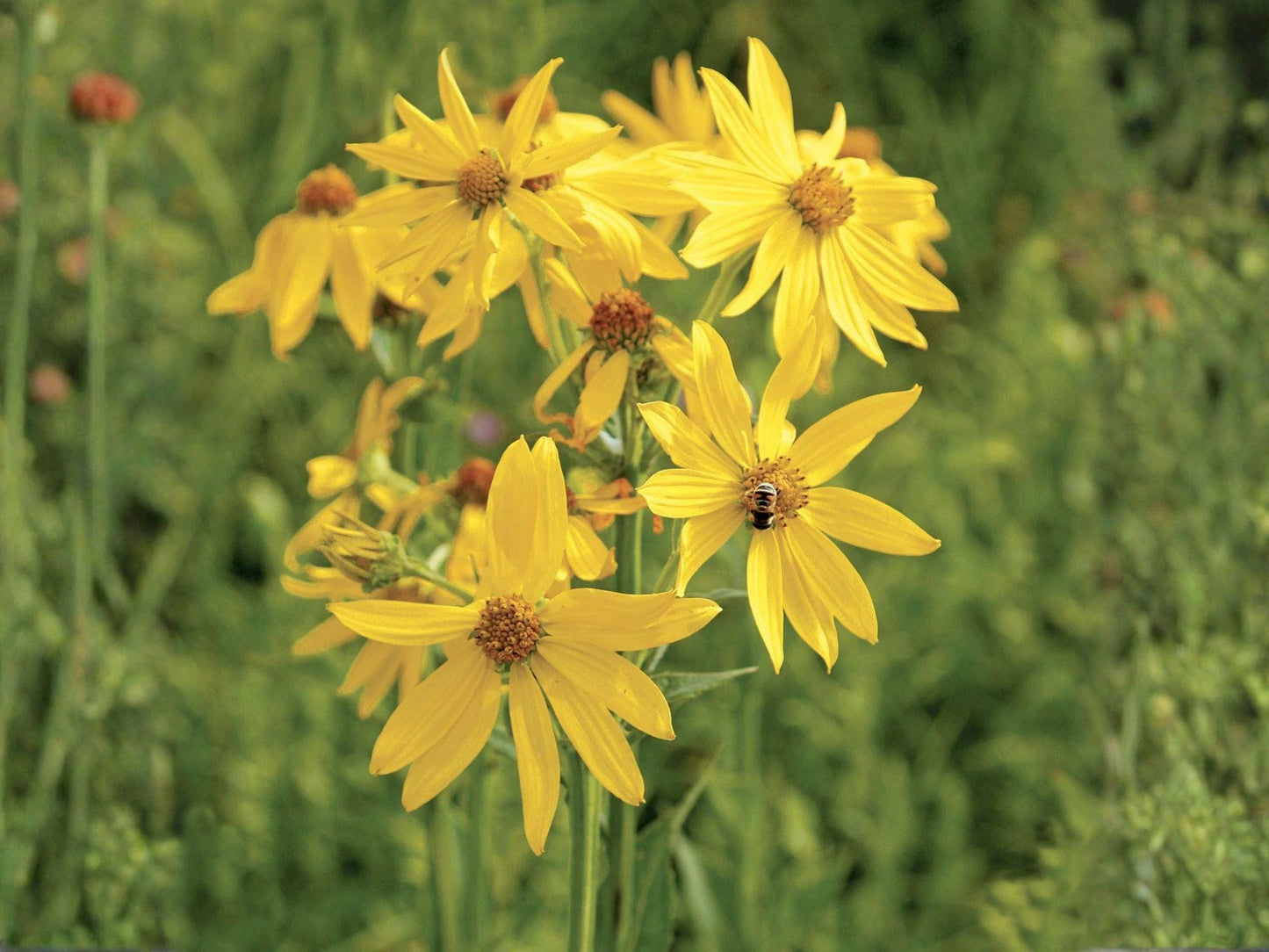 Yellow Crownbeard Seeds – Verbesina helianthoides Flower for Garden Beds & Natural Landscapes – 30 Seeds