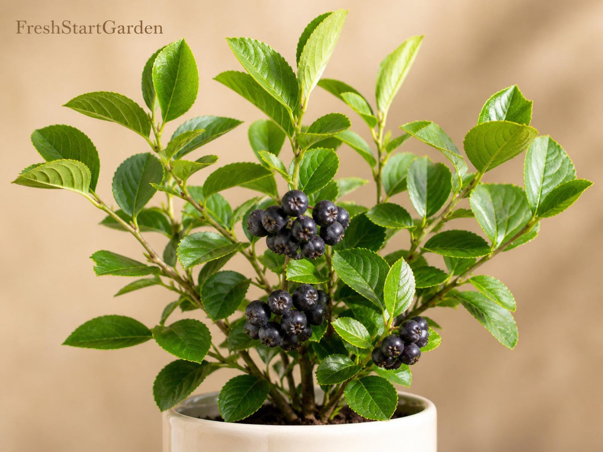 Black Chokeberry Plant – Aronia melanocarpa Bare Root Shrub with White Flowers & Black Berries, Native Edible Berry Bush