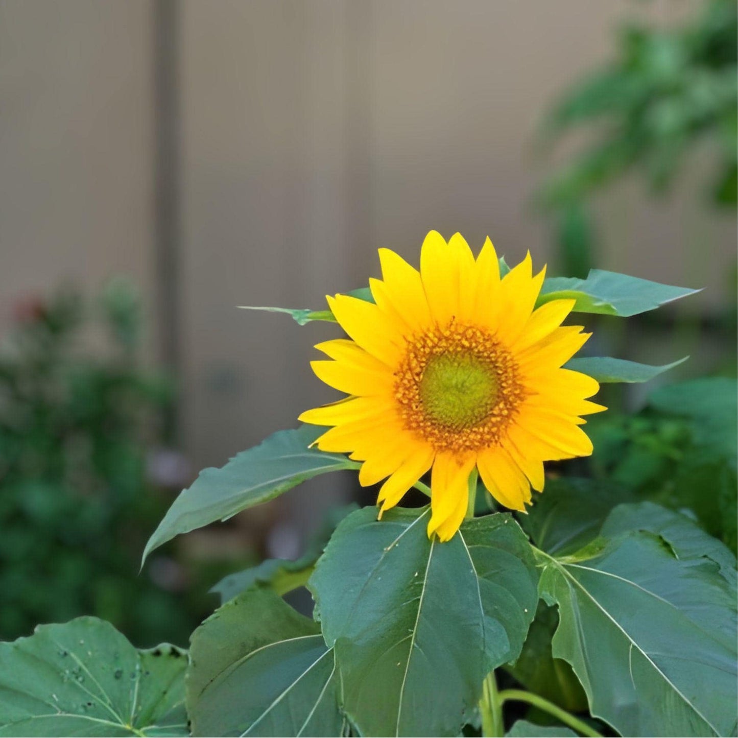 Sunspot Sunflower Seeds – Helianthus annuus Dwarf Bright Yellow Blooms for Garden, Container, Border Planting