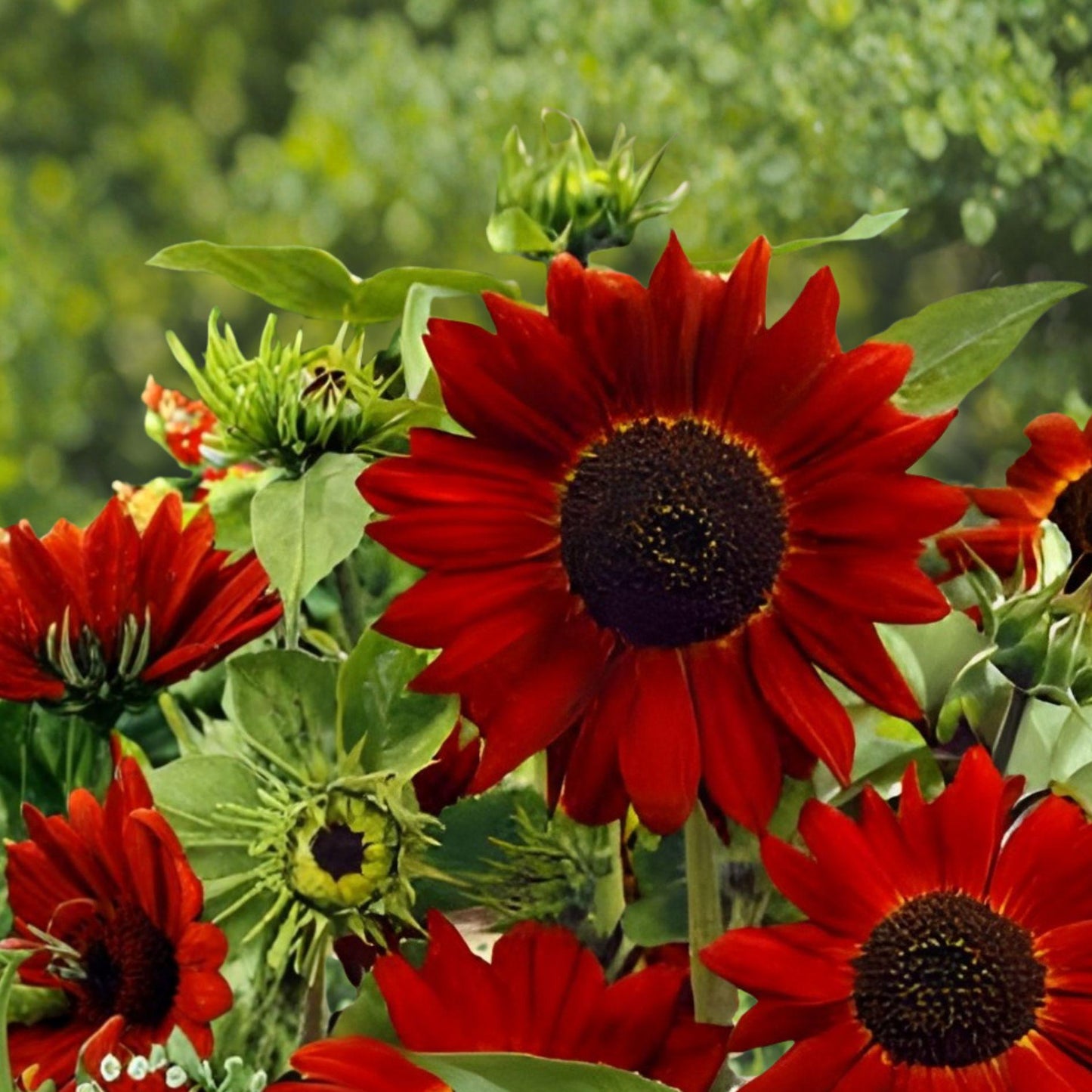 Velvet Queen Sunflower Seeds – Helianthus annuus, Deep Red Burgundy Blooms, Annual Garden Flower, Full Sun, 15 Seeds