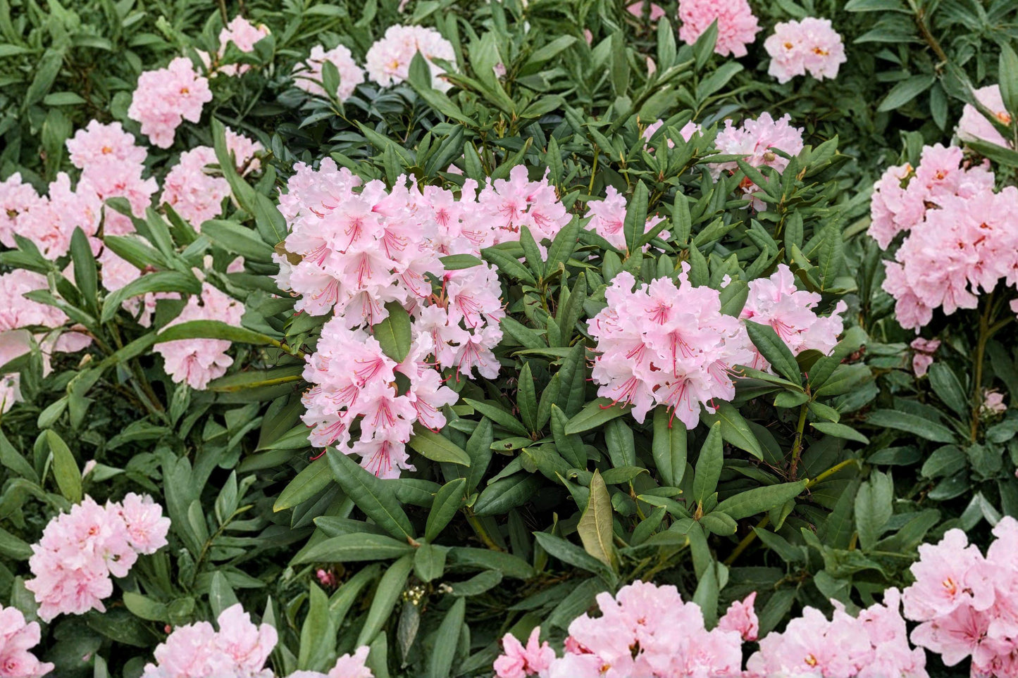 Rosebay Rhododendron Bare Root Plant – Evergreen Shrub, Rhododendron maximum, White to Pink Flowers, Shade Tolerant, Woodland Garden