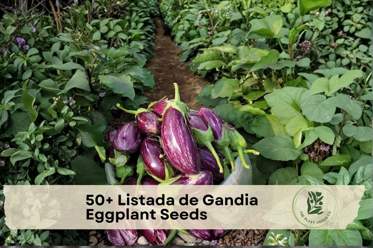 Listada de Gandia Eggplant Seeds – Heirloom Striped Eggplant (Solanum melongena) for Home Gardens