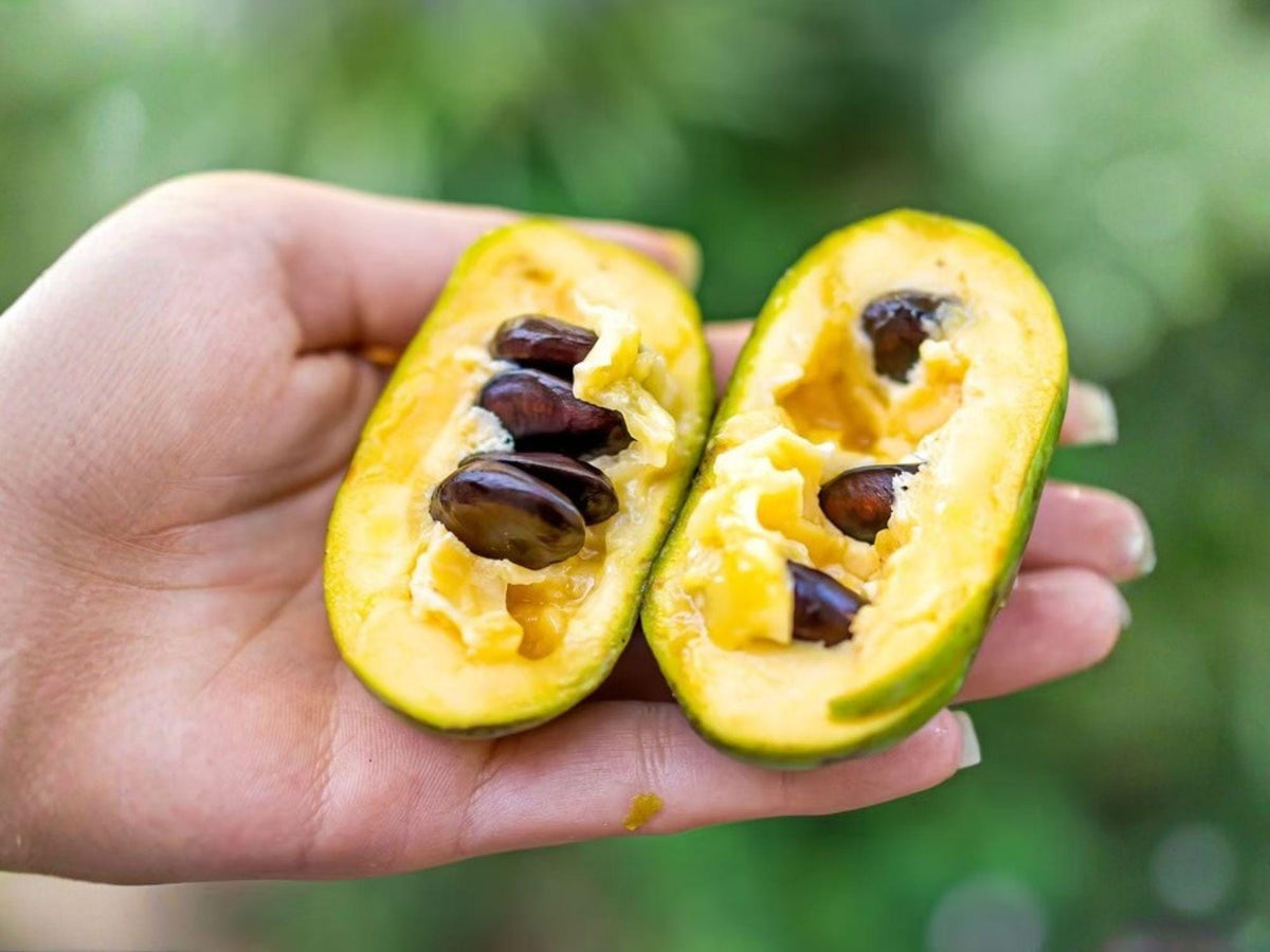 Pawpaw Tree Plant – Bare Root 12–24 Inch Asimina triloba Edible Fruit Native North America