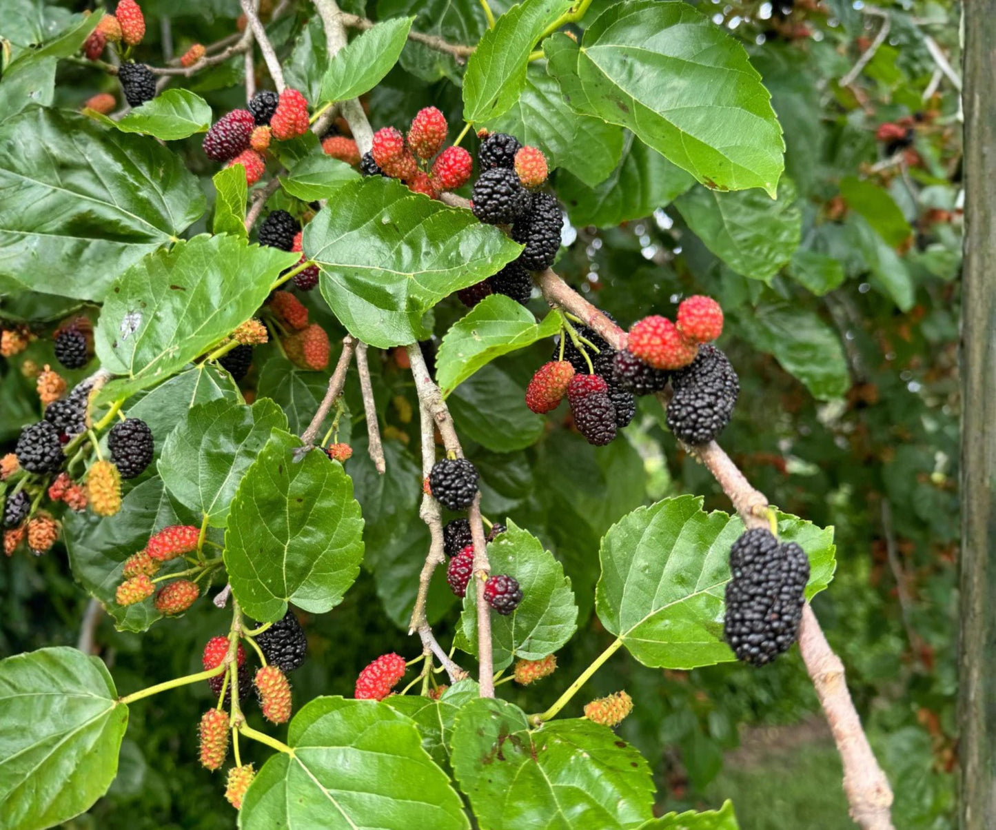 Dwarf Everbearing Mulberry Live Plants Set of 4 – Fast Growing Fruit Trees for Indoor & Outdoor Growing, Edible Landscaping