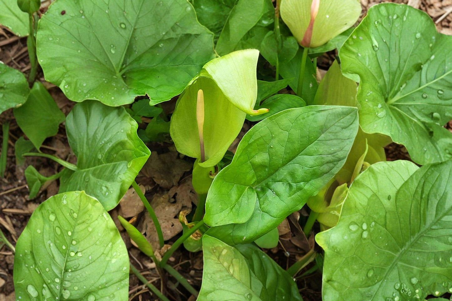 Lords and Ladies Bare Root Plants – Arum maculatum Perennial Shade Garden Plants, 5 Pack