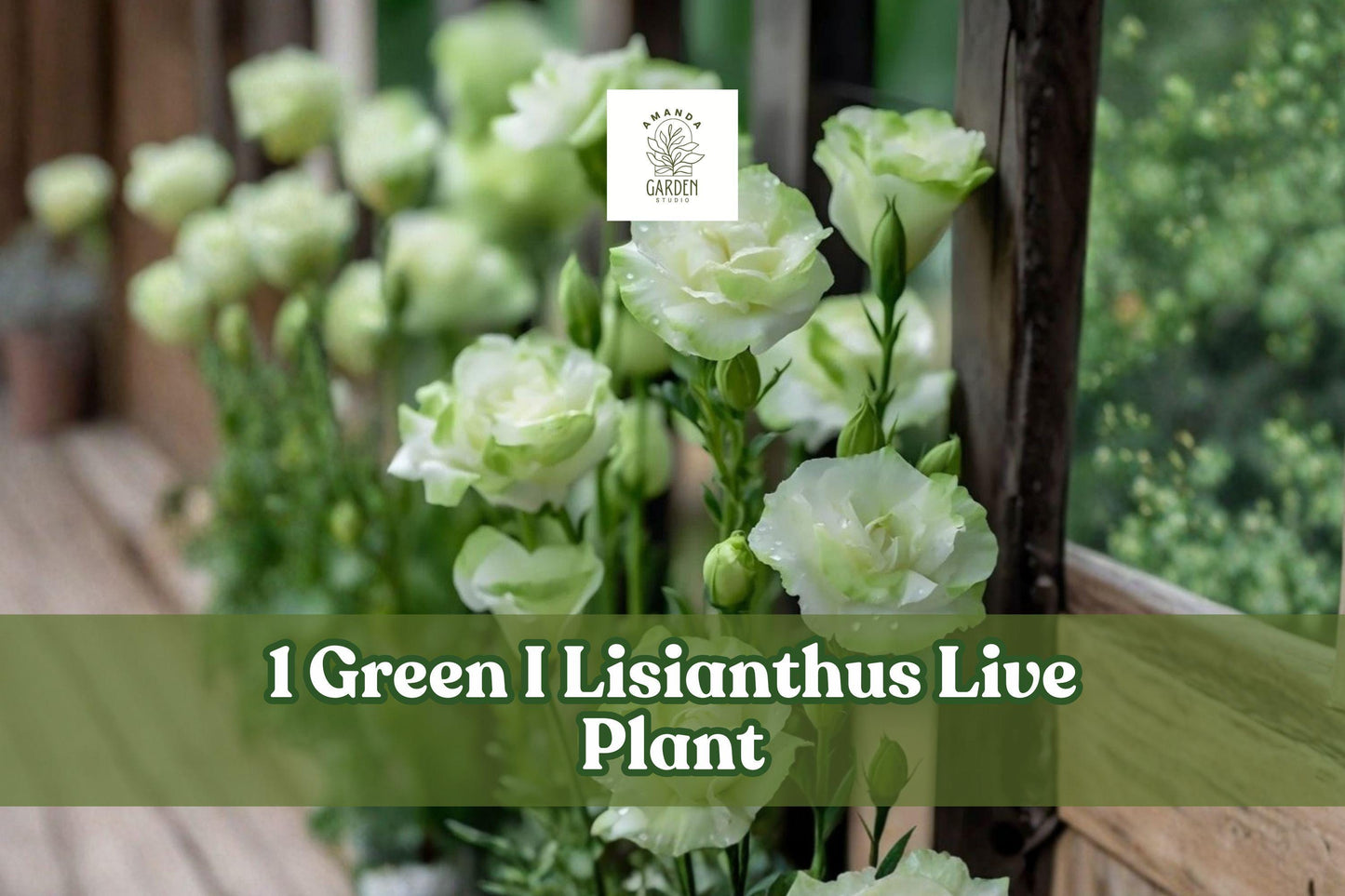 Green Lisianthus Live Plant Plug | Eustoma grandiflorum Celeb Series | Green Ruffled Blooms for Garden & Containers