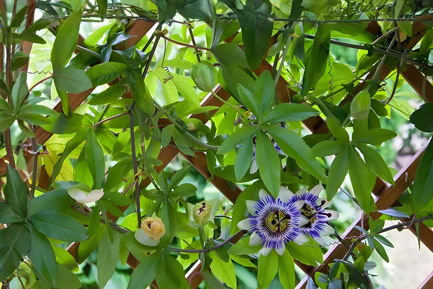 Purple Passionflower Seeds – Passiflora edulis Exotic Climbing Vine for Passion Fruits & Ornamental Blooms (10 Seeds)