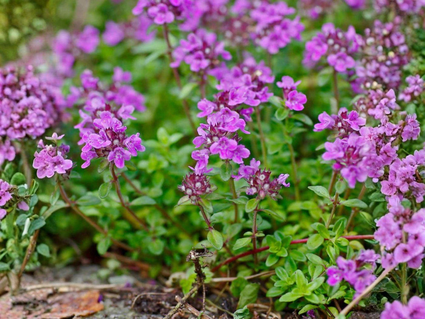 Creeping Thyme Ground Cover Seeds | Thymus serpyllum | Aromatic Low-Growing Herb for Gardens & Borders