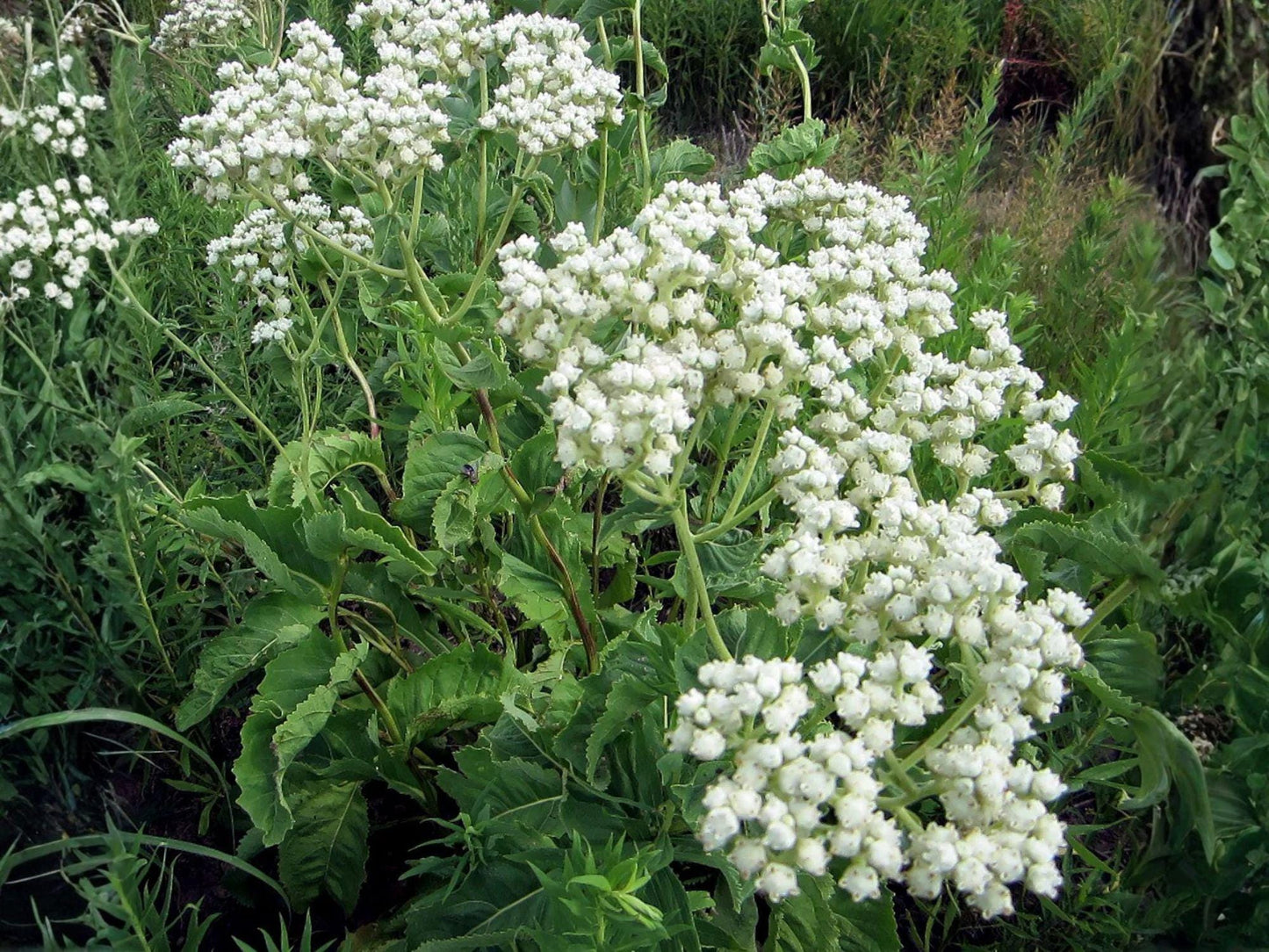 Wild Quinine Flower Seeds | Parthenium Integrifolium | Native Perennial Plant for Gardens & Natural Landscapes