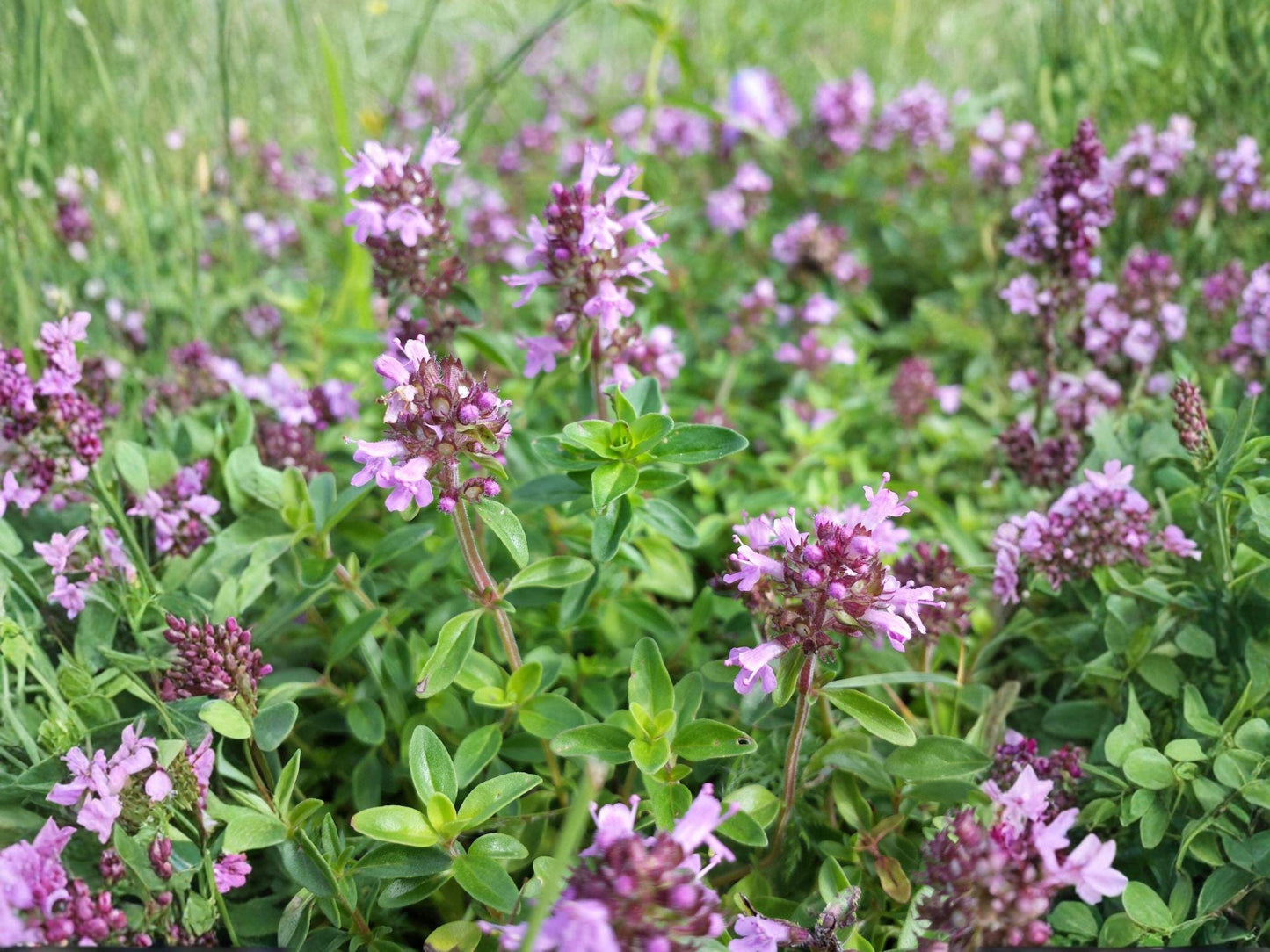 Wild Thyme Herb Seeds | Thymus pulegioides | Groundcover, Pink to Purple Flowers, Aromatic Herb, Perennial, 100 Seeds
