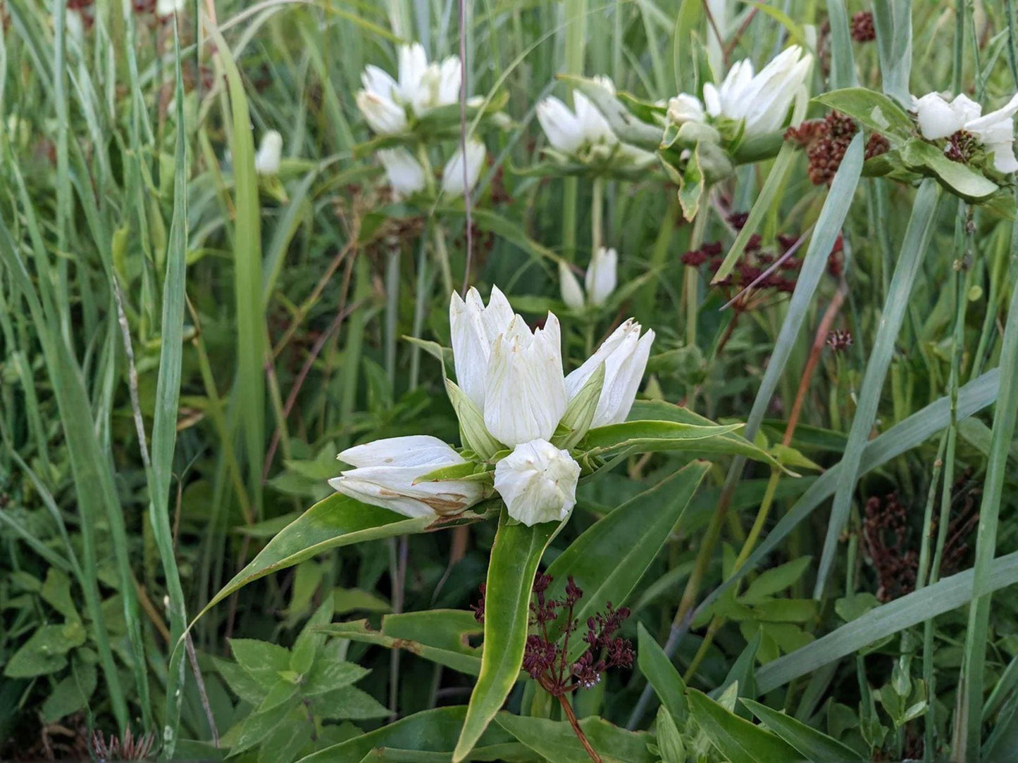 Cream Gentian Flower Seeds | Gentiana flavida | Perennial Garden Plant | Pale Yellow Blooms | 100 Seeds