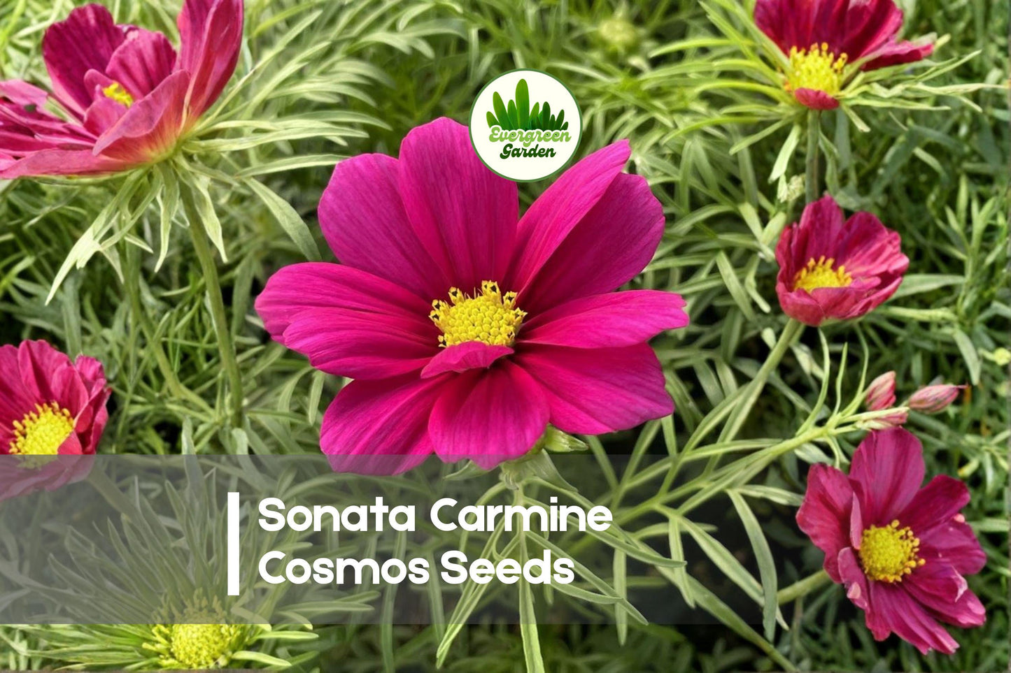 200 Sonata Carmine Cosmos Seeds - Bright Pink Annual Flowers for Borders, Cut Flowers, Pollinator Gardens | Cosmos bipinnatus