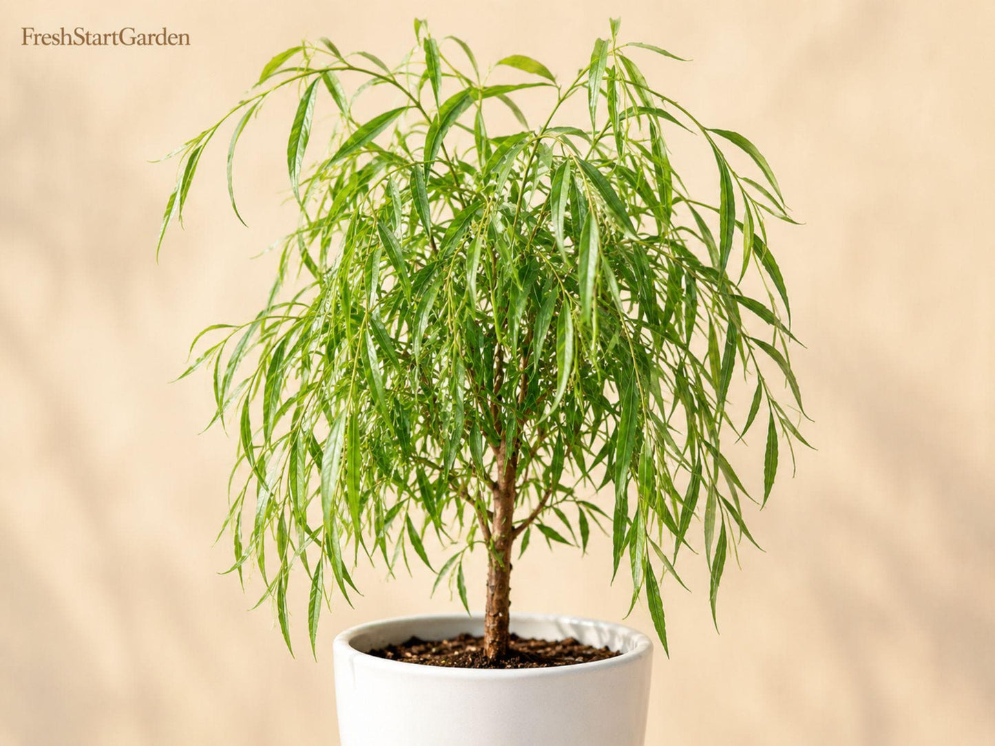 Weeping Willow Bare Root Tree 12-24" Salix babylonica Ornamental Shade Tree for Landscape