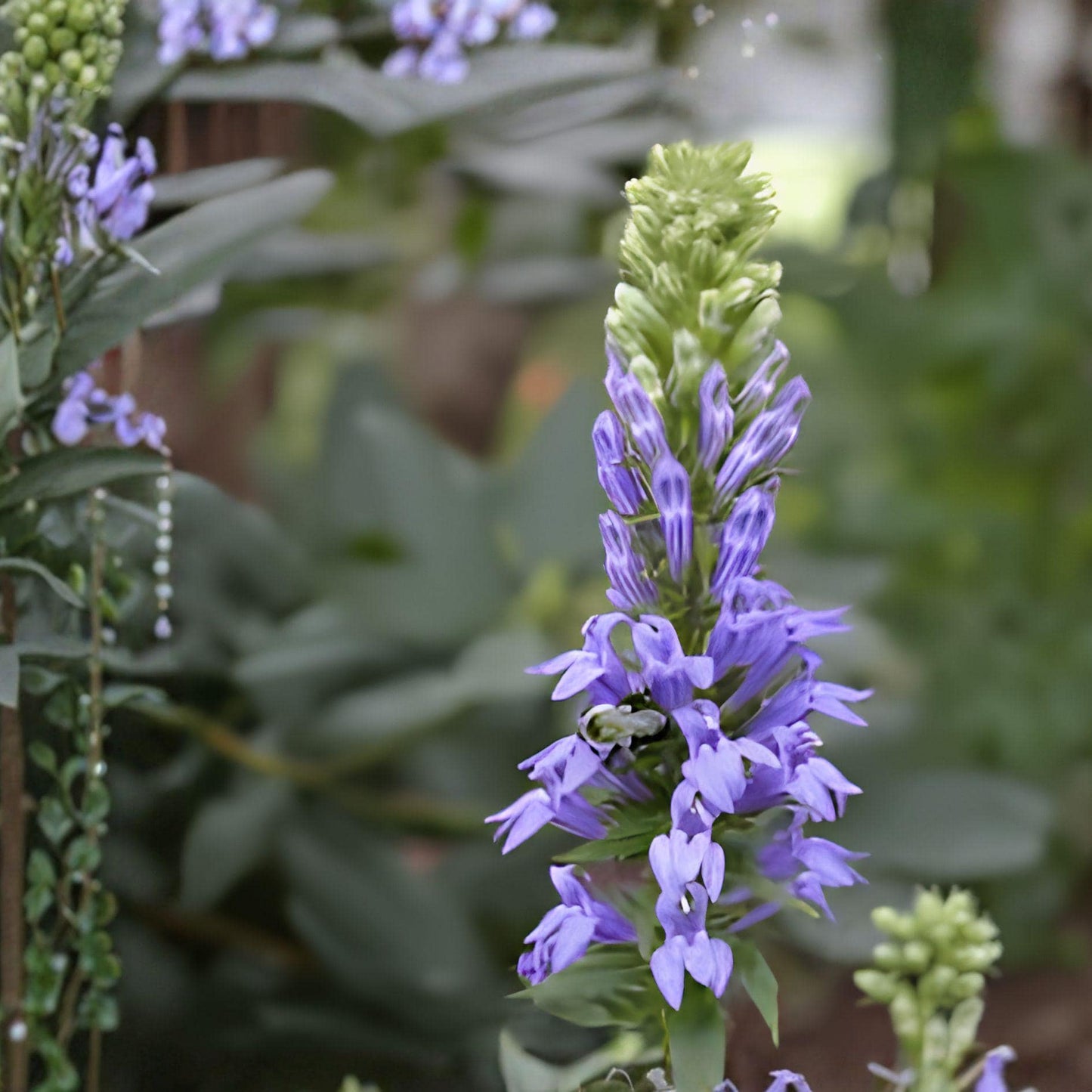 Lobelia siphilitica Seeds – Native Perennial Flower for Pollinators, Moist Soils, Great Blue Lobelia, 100 Seeds