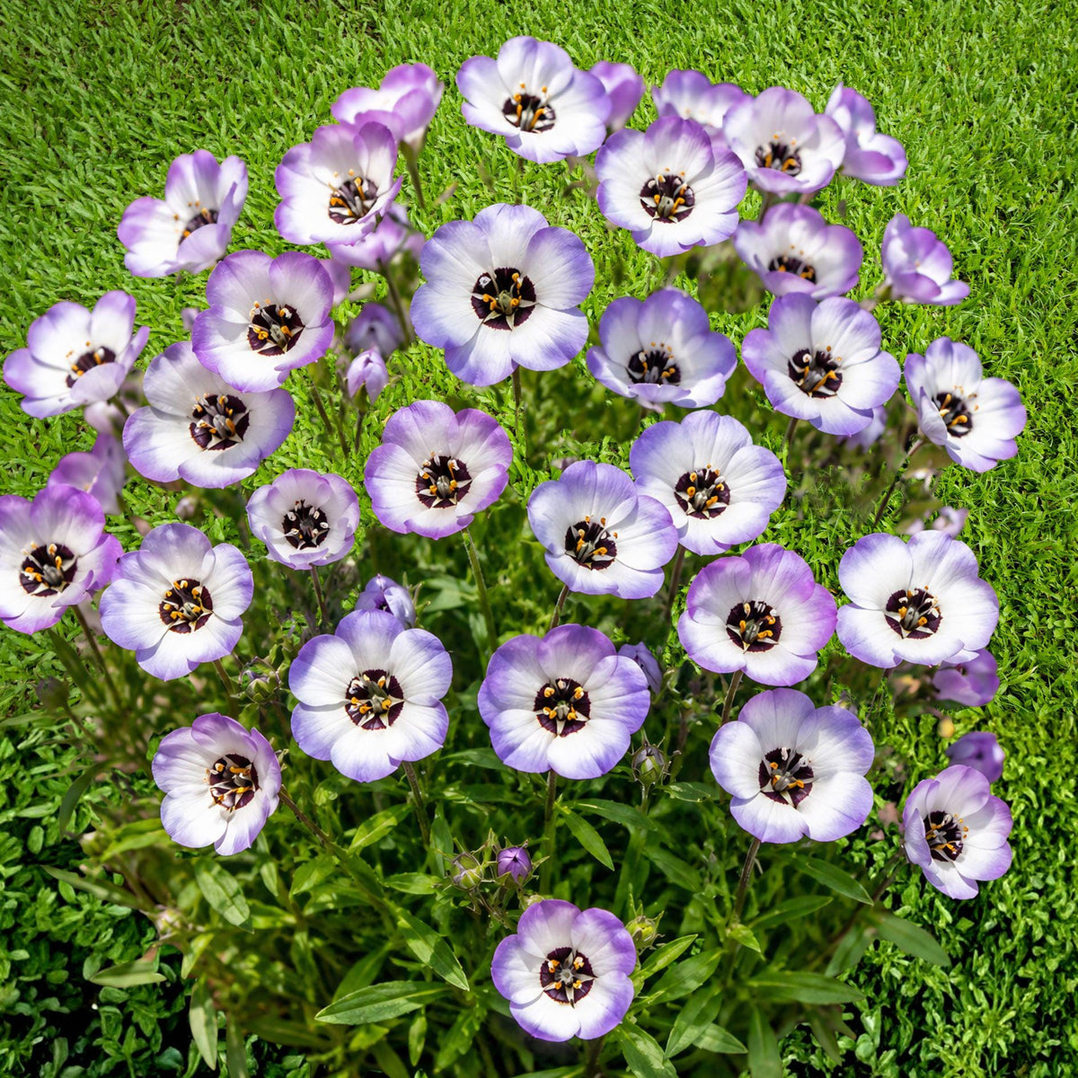 Bird's Eyes Gilia tricolor Seeds – Wildflower Annual for Pollinator Gardens and Meadow Plantings, 100 Seeds
