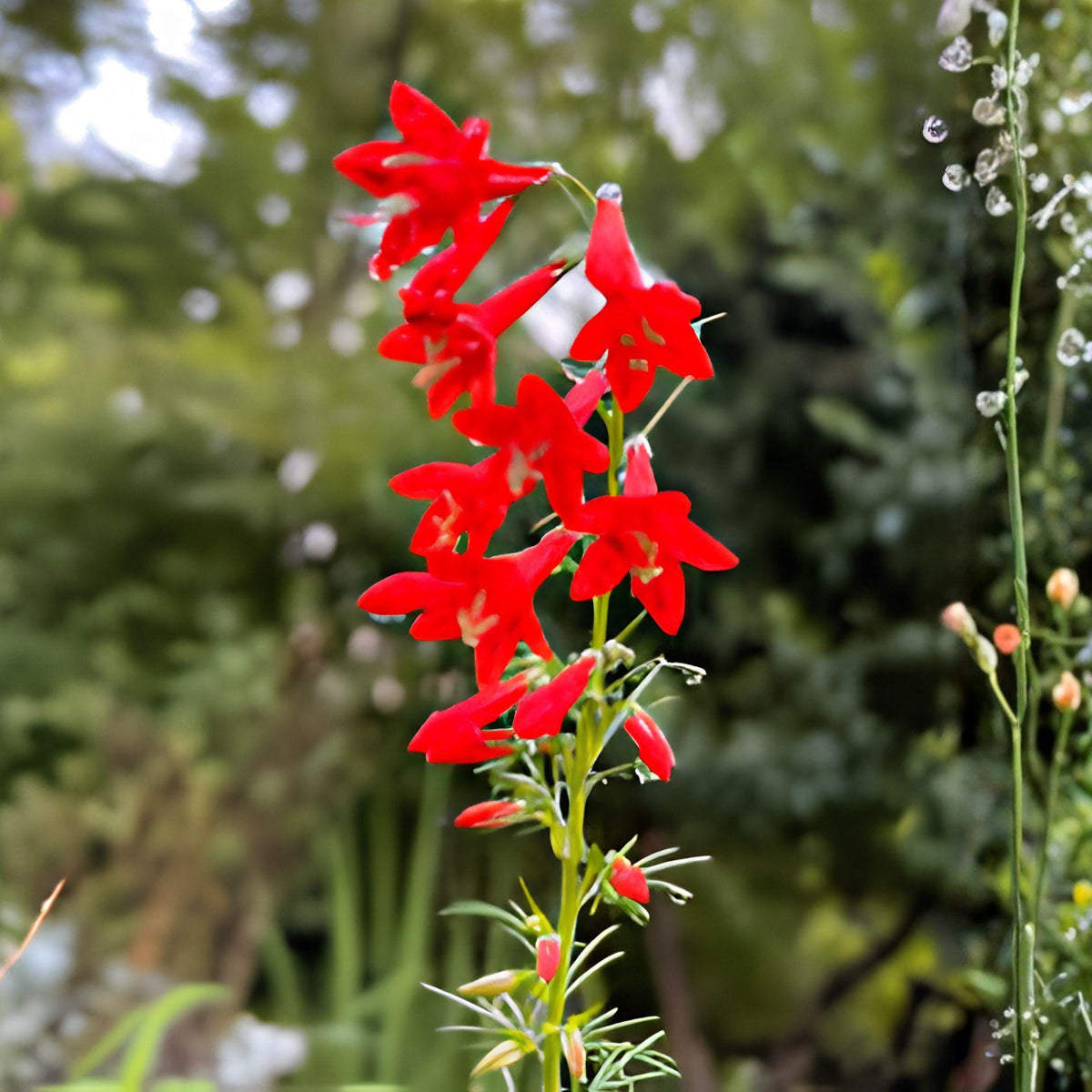 Standing Cypress Seeds – Ipomopsis rubra Wildflower for Gardens & Pollinator Attracting, 100 Seeds
