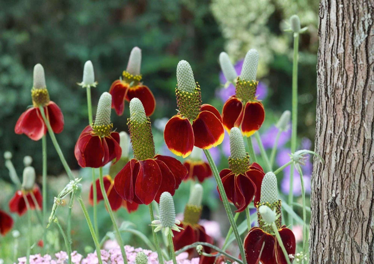 Mexican Hat Wildflower Seeds, Drought Tolerant Perennial, Red and Yellow Blooms, Pollinator Attracting, Ratibida Columnifera, 500+ Seeds