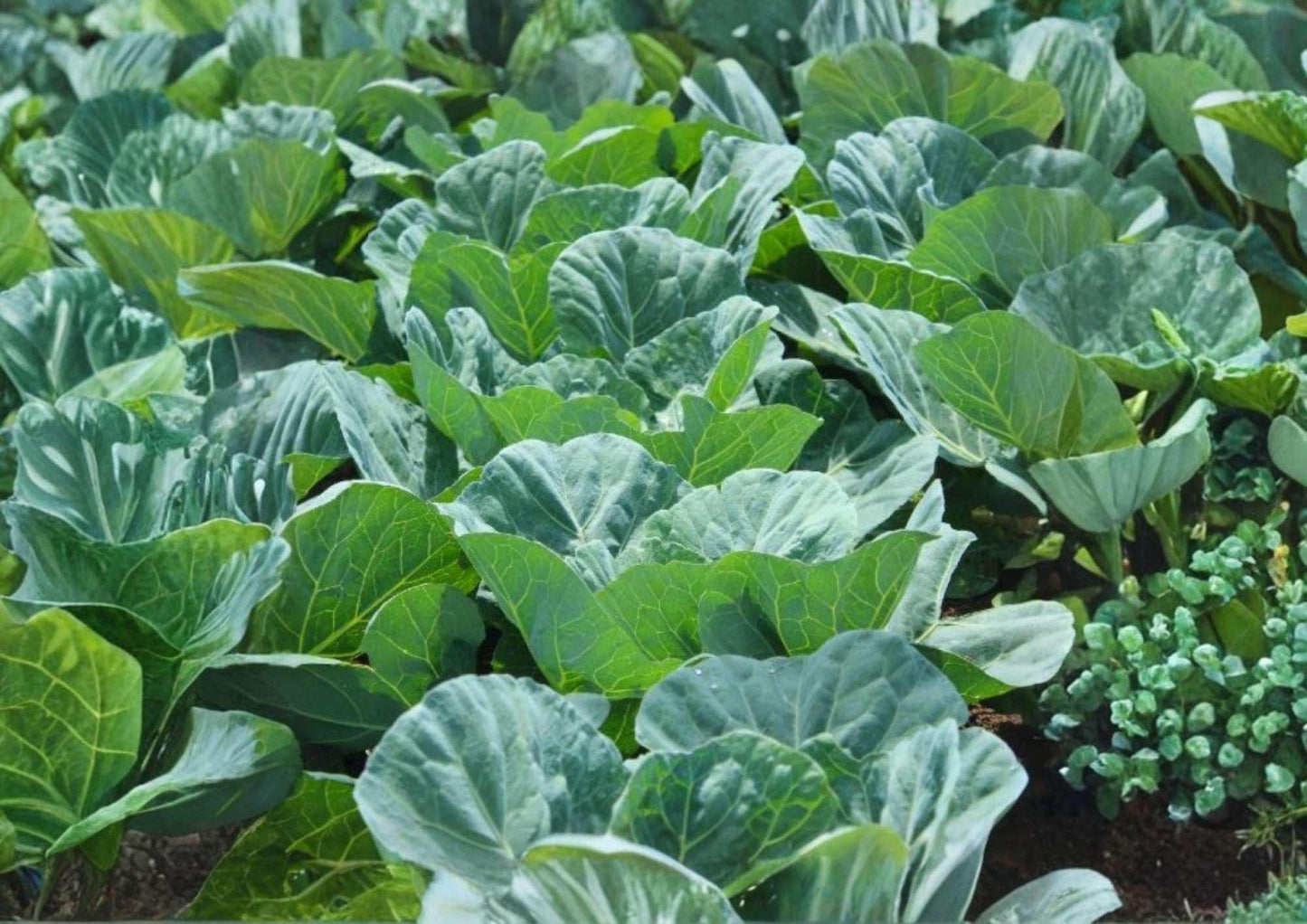 Heirloom Collard Seeds 200+ Morris Heading Non-GMO Vegetable Seeds for Garden Planting, Cold Hardy Greens