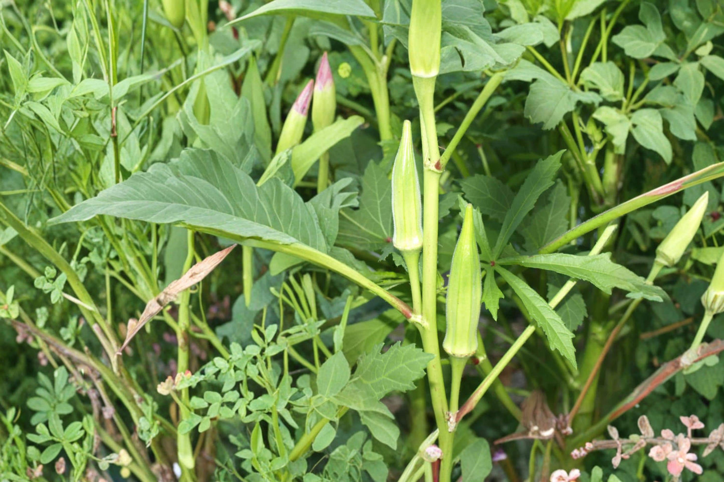 Spineless Okra Seeds – Abelmoschus esculentus, Green Pods, Warm-Season Vegetable, Home Garden Crop