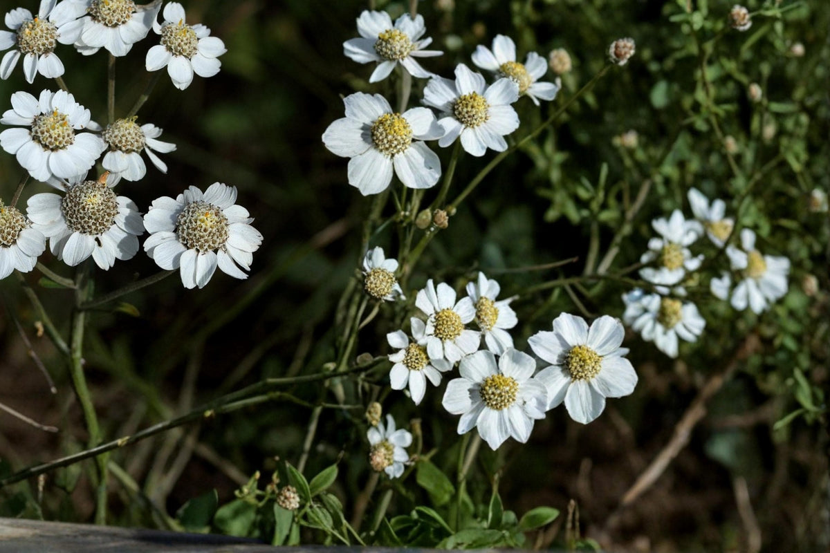 Sneezewort Seeds – Achillea ptarmica – Perennial White Flower Seeds for Pollinator Gardens and Borders