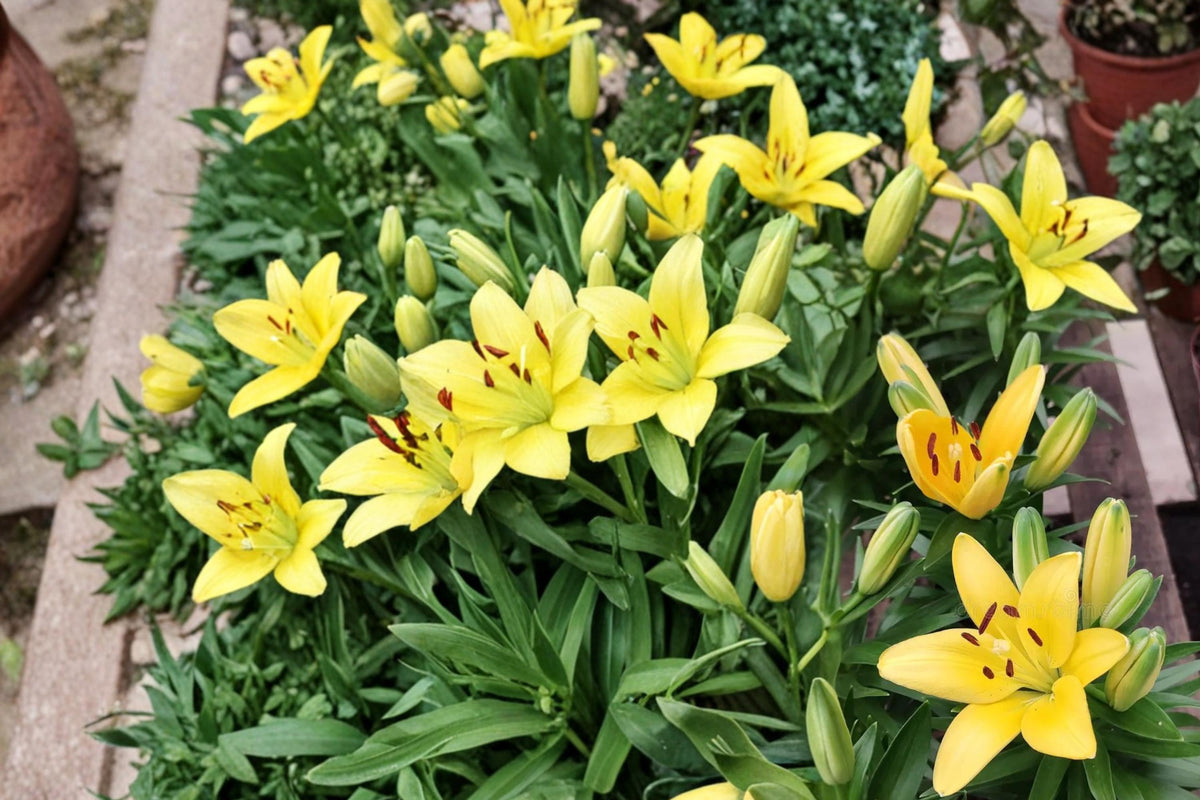Yellow Alsek Lily Bulbs – Lilium Hybrid, Perennial Flower Bulbs for Garden Borders & Outdoor Landscaping