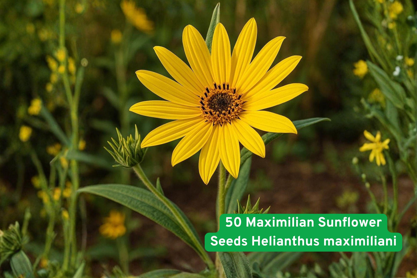 Maximilian Sunflower Seeds | Helianthus maximiliani | Perennial Wildflower for Pollinator Gardens & Prairie Landscapes
