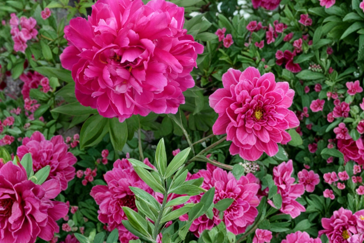 Karl Rosenfield Peony Roots, Paeonia lactiflora, Double Magenta Flowering Plant, Garden Bed Border, Perennial Flower Roots