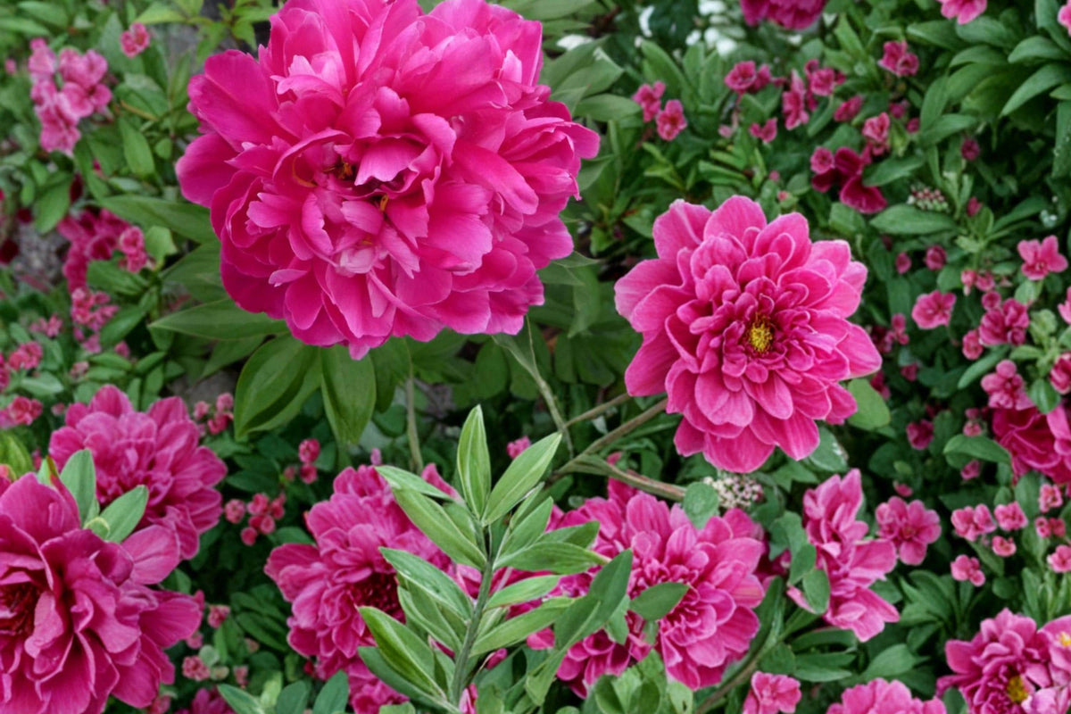 Karl Rosenfield Peony Roots – Paeonia lactiflora, Magenta Double Blooms, Perennial Flowering Plant for Garden Beds