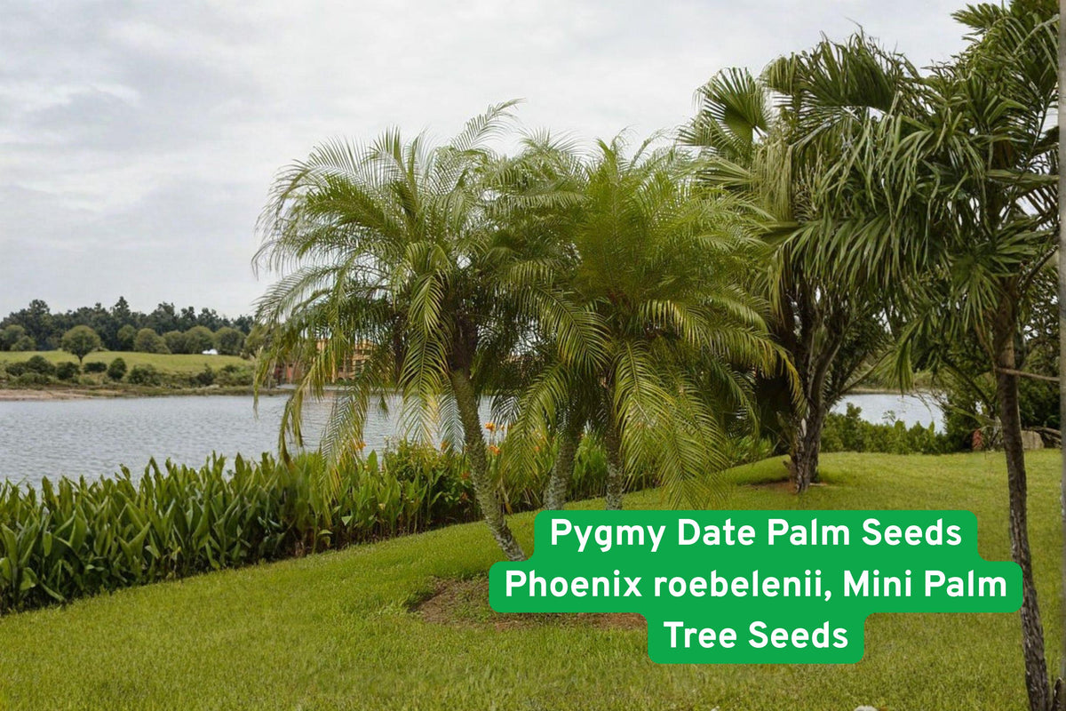 Pygmy Date Palm Seeds, Phoenix roebelenii, Compact Tropical Ornamental Plant for Patio, Indoor & Garden