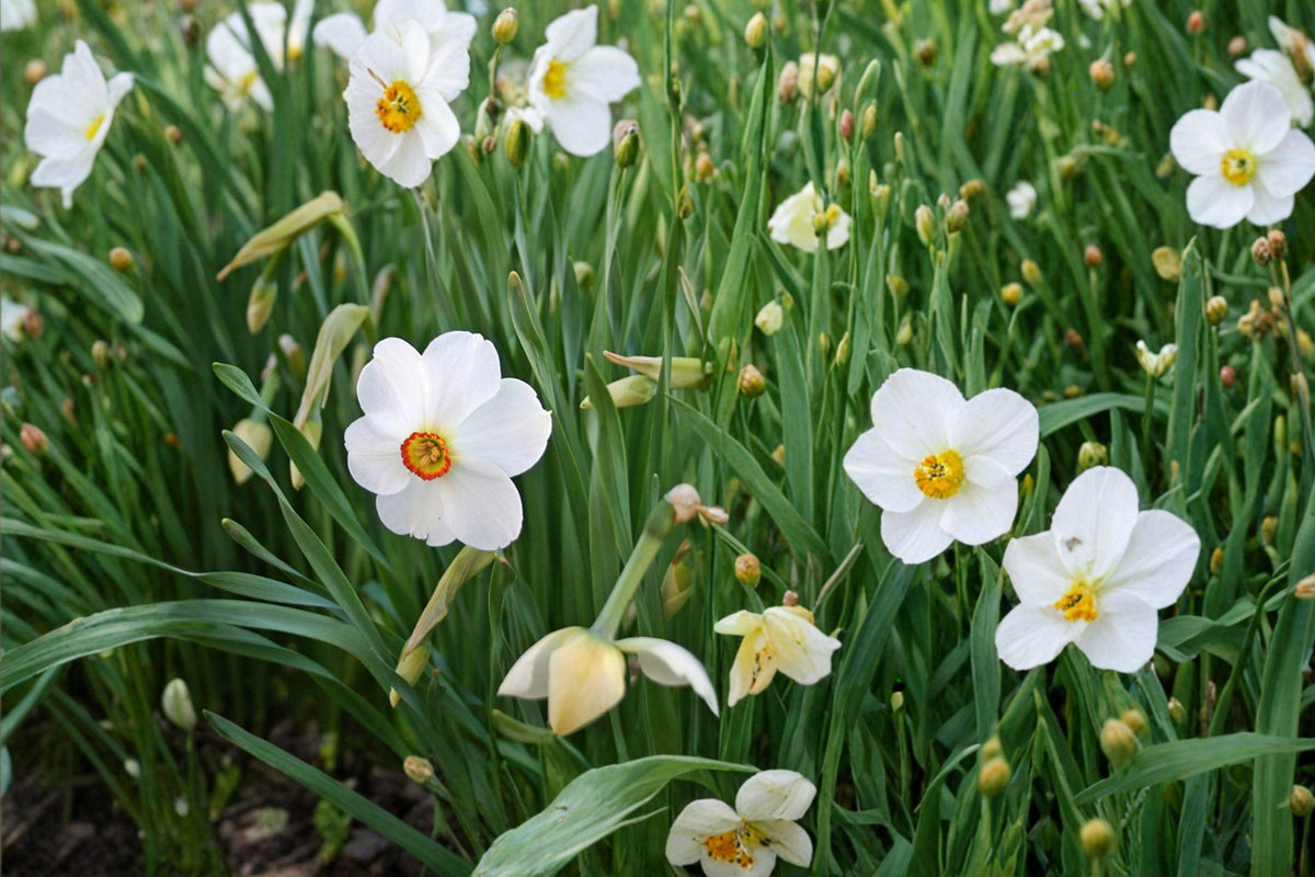 Poet’s Daffodil Bulbs 10 Narcissus poeticus White with Red Center Perennial Flowering Bulbs
