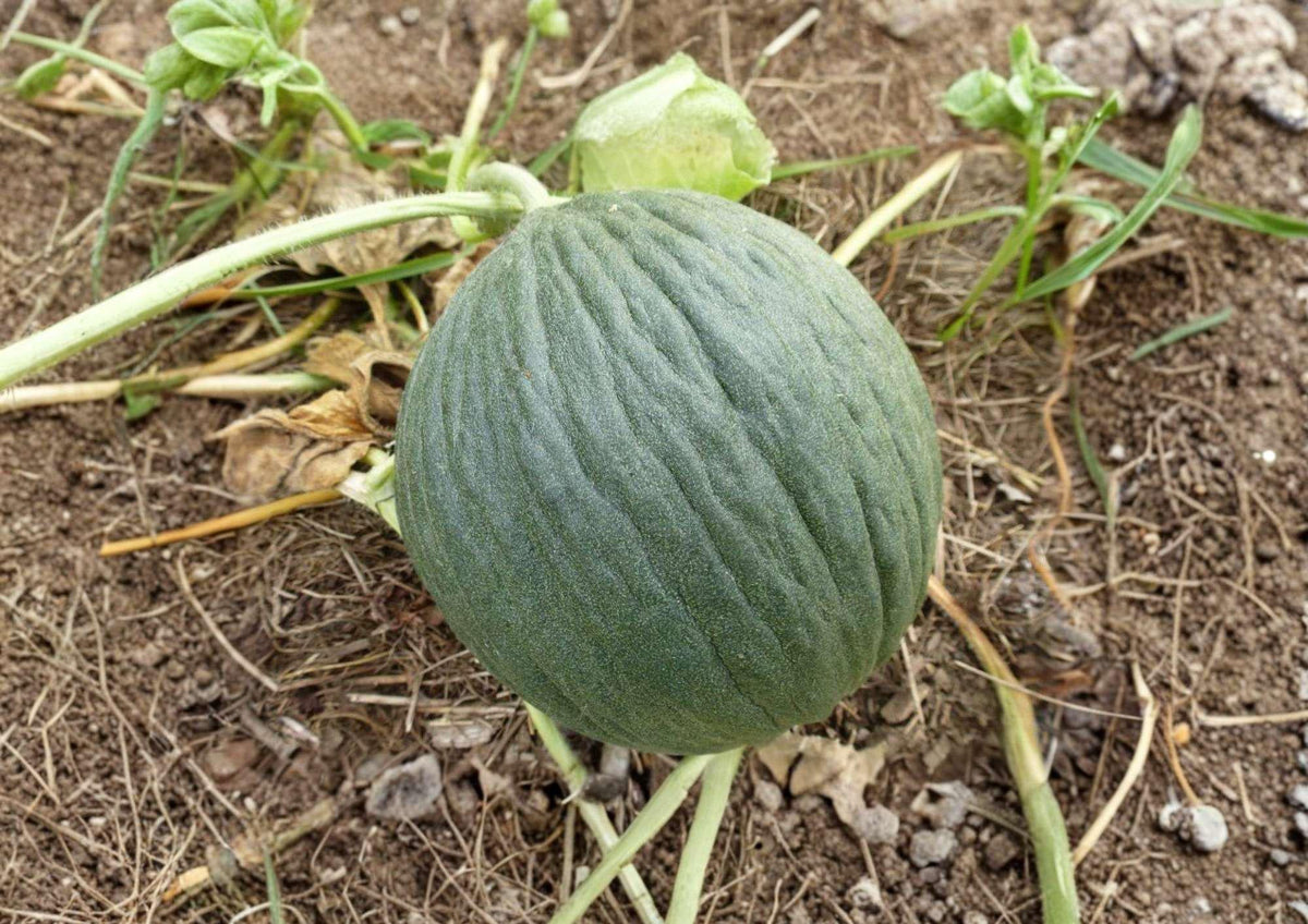 Early Valencia Honeydew Melon Seeds - Organic Heirloom, Green Flesh, Winter Maturing, Cucumis melo