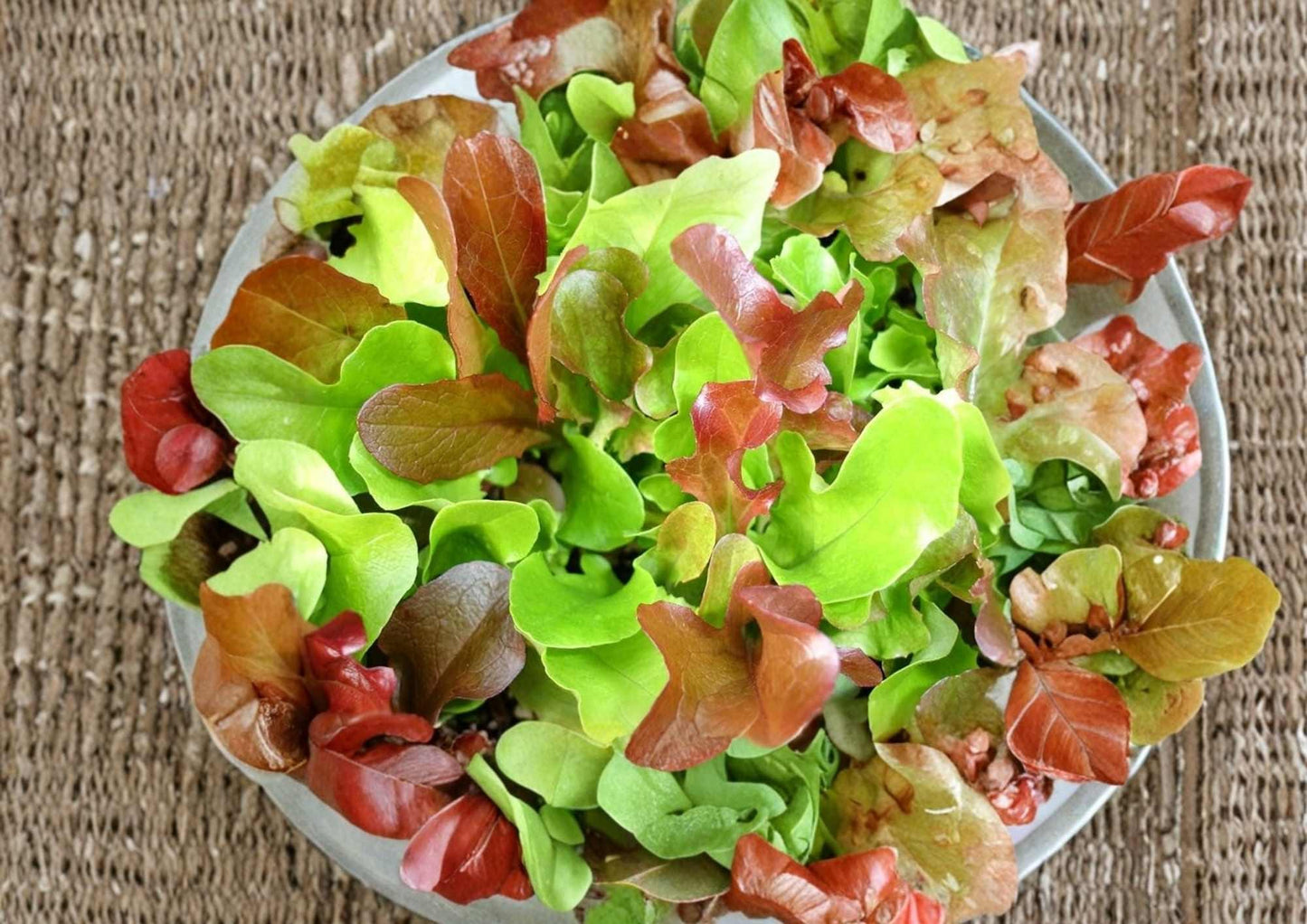 Mesclun Mix Lettuce Seeds, Colorful Heirloom Salad Greens, Cut and Come Again Vegetable Seeds for Garden Planting