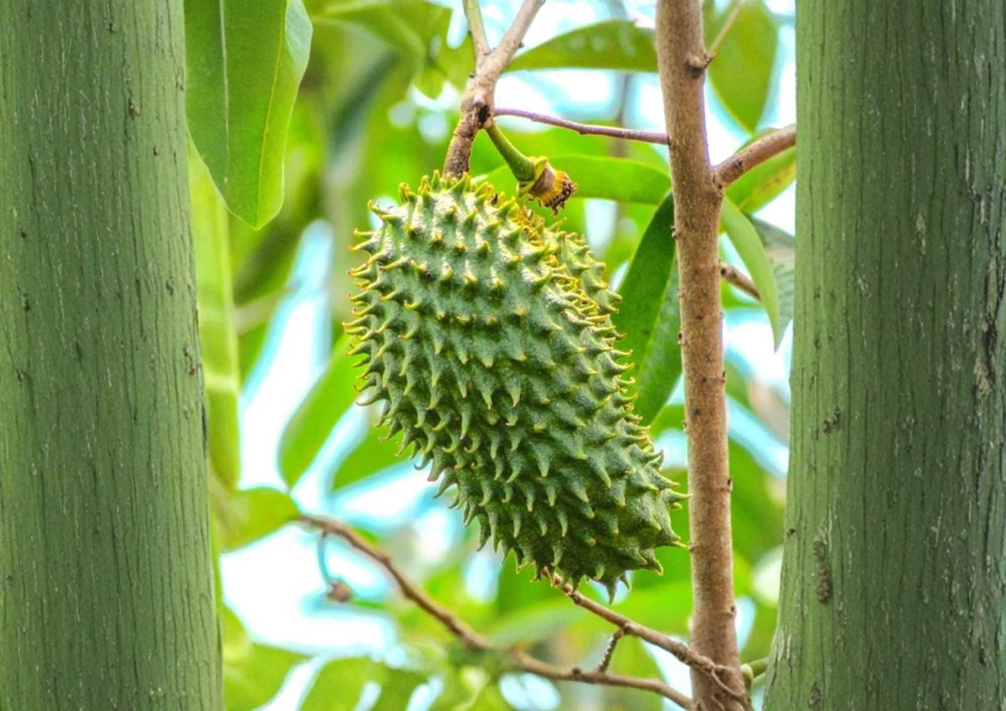 Soursop Tree Live Plant – Annona muricata, Tropical Fruit Tree, 12-24 Inch Starter Seedling for Edible Gardens