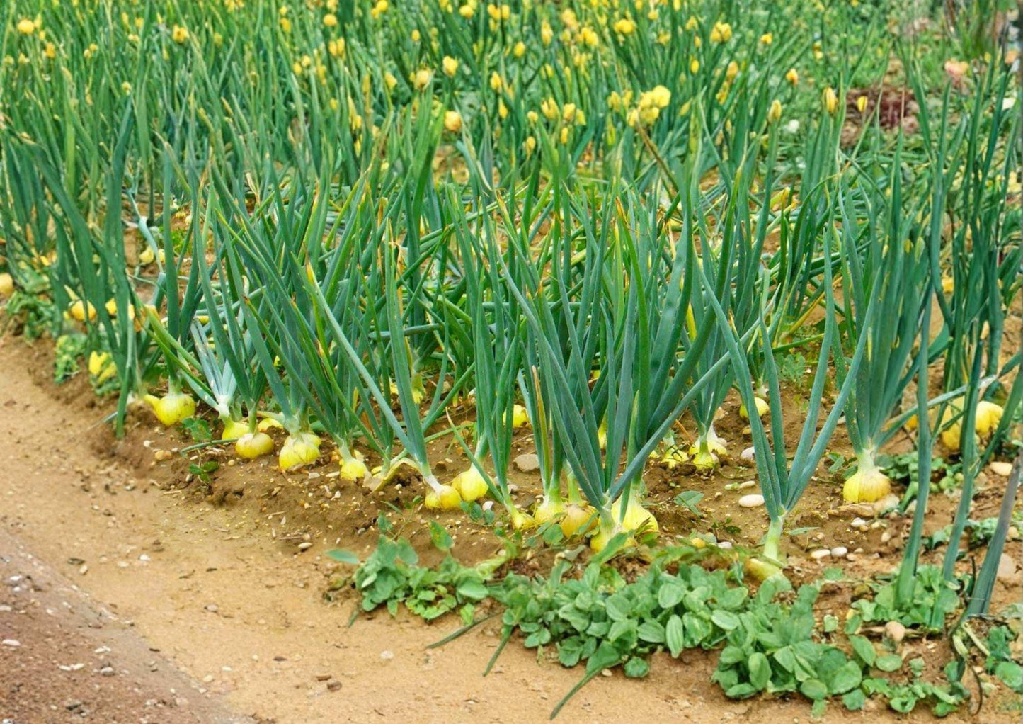 250+ Texas 1015 Supersweet Onion Seeds – Heirloom Non-GMO Vegetable Seeds for Garden Planting, Large Bulbs, Mild Flavor