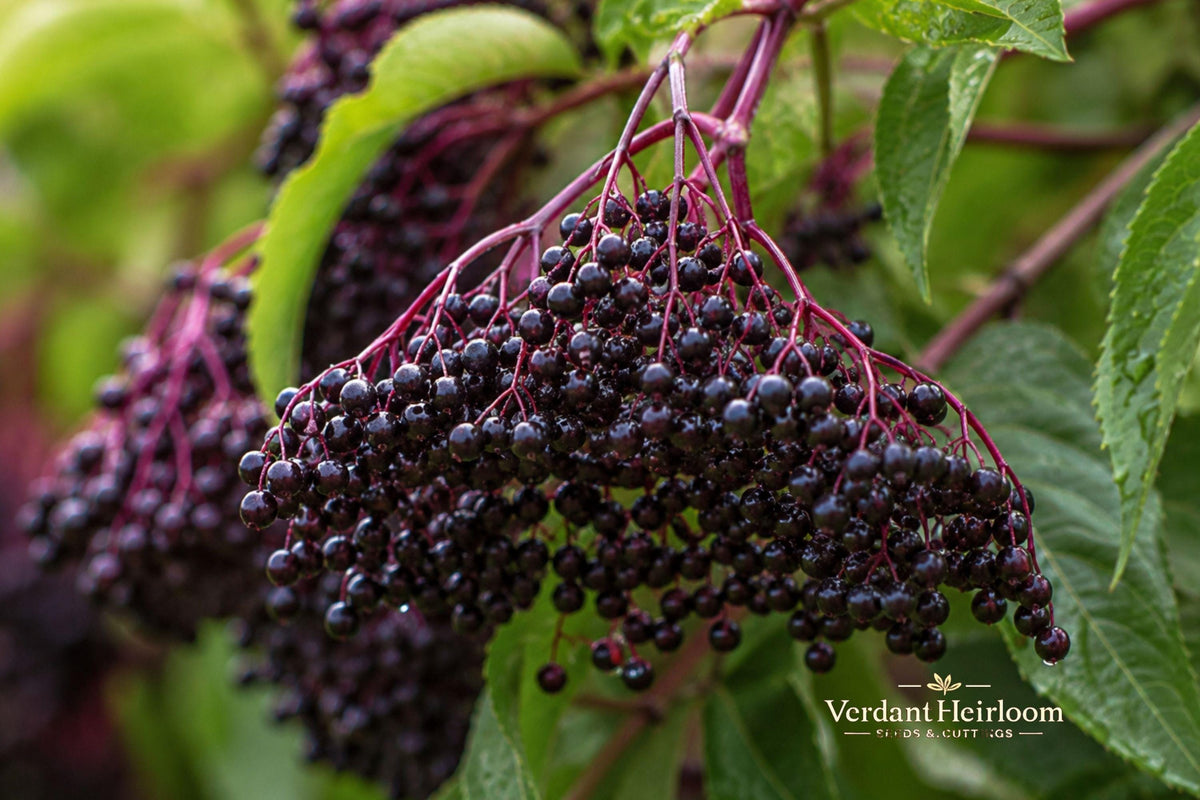 Elderberry Unrooted Cuttings 6–12 Inches Sambucus spp. Deciduous Shrub for Outdoor Garden
