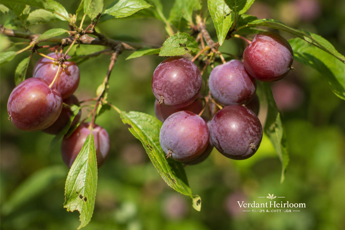 Wild Plum Unrooted Cuttings 6–8 Inches, Deciduous Tree, USDA Zones 3–8, White Flowers, Red Fall Foliage