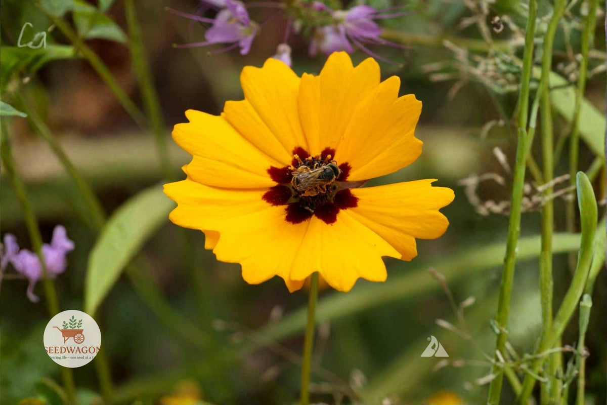 Golden Wave Tickseed Seeds – Coreopsis basalis Wildflower, Yellow, Pollinator Attracting, Drought Tolerant, 100 Seeds