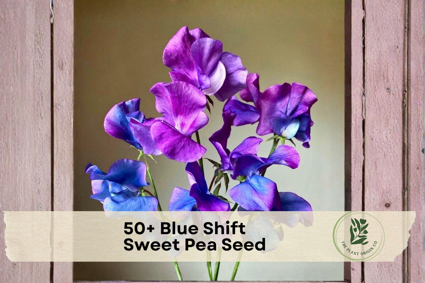 50+ Blue Shift Sweet Pea Seeds, Climbing Flower, Fragrant Blue to Purple Blooms, Lathyrus odoratus, Garden, Trellis, Cut Flowers