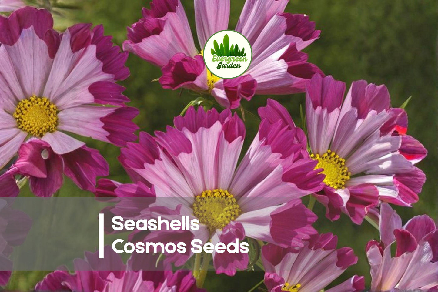 Seashells Cosmos Seeds, 200 Pack, Fluted Petals, Pink White Pastel Colors, Cosmos bipinnatus, Annual Flower for Borders & Pollinators