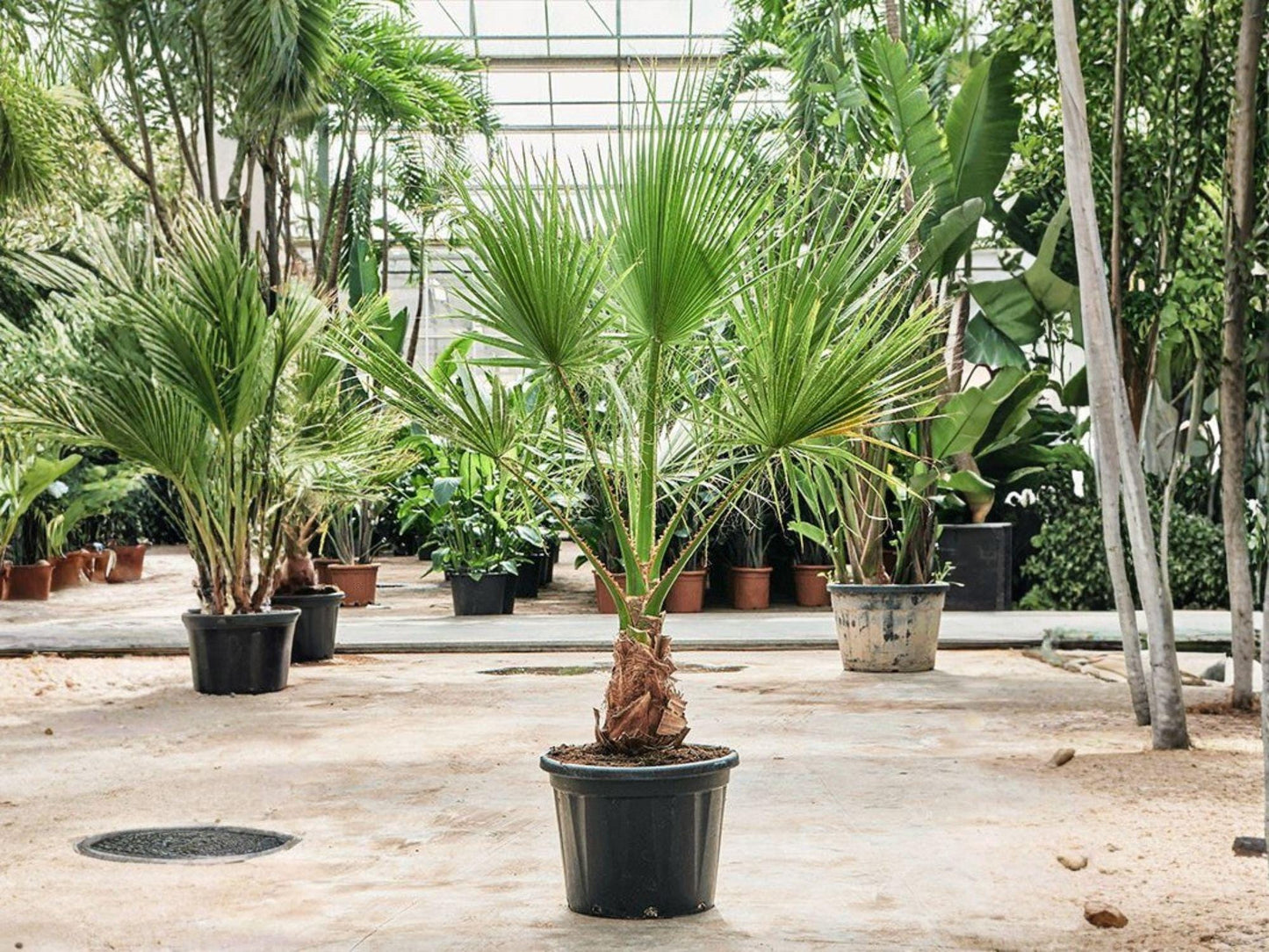 California Fan Palm Seeds - Washingtonia filifera for Desert, Tropical, and Drought-Tolerant Gardens, 5 Seeds