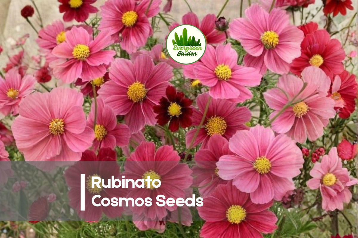 Rubinato Cosmos Seeds – Deep Red Blooms, 200 Seeds, Annual Flower for Borders, Pollinator Garden, Cosmos bipinnatus