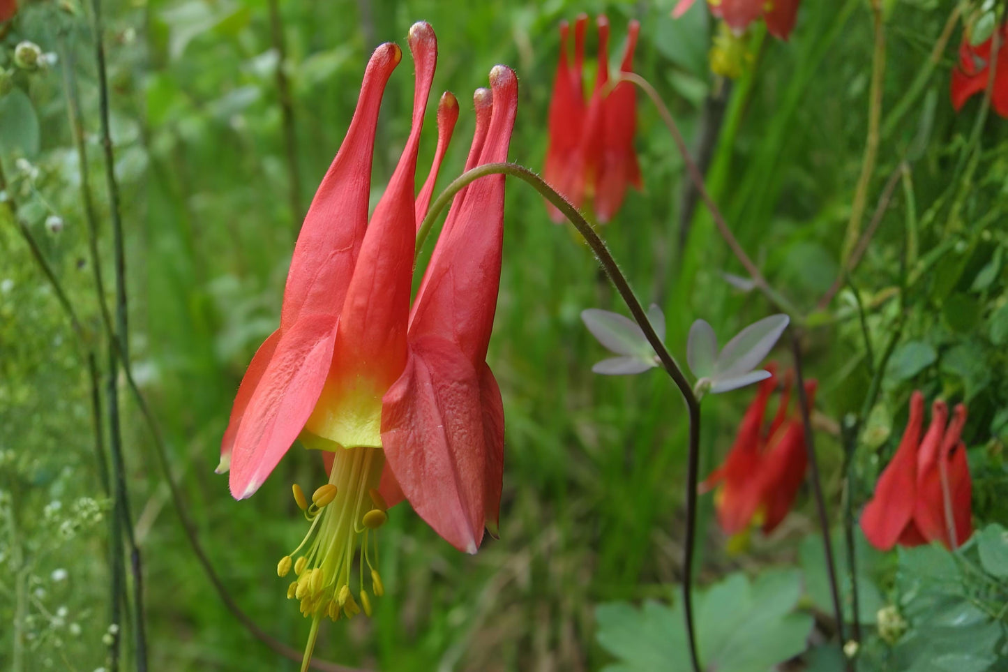 Wild Red Columbine Seeds | Native Aquilegia canadensis | Shade-Tolerant Wildflower for Gardens and Pollinators