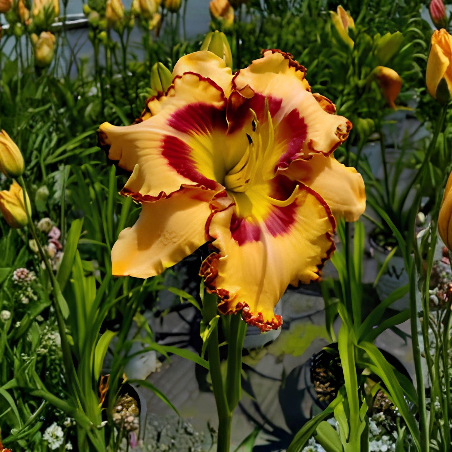 Rainbow Rhythm King of Ages Daylily Bare Root Plant – Perennial Flower, Full Sun, Well-Drained Soil, Bright Yellow and Orange Blooms