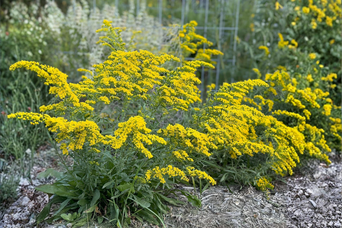 Old Field Goldenrod Seeds (100) | Native Wildflower for Pollinators, Drought Tolerant, Solidago nemoralis