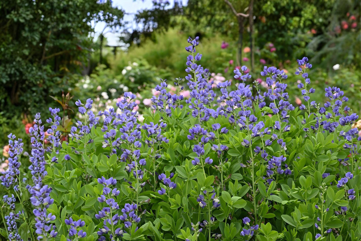 Blue Wild Indigo Seeds | Baptisia australis Perennial Native Flower for Gardens & Pollinators