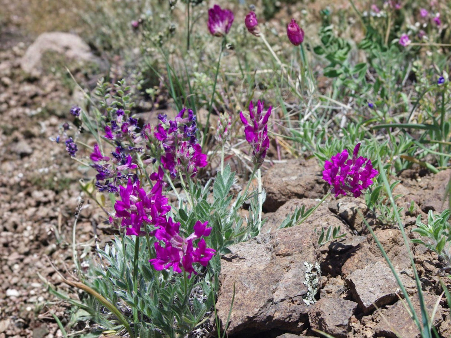 Showy Locoweed Flower Seeds | Oxytropis lambertii Pink to Purple Blooms for Rock Gardens & Prairie Planting